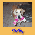 Shelby, This weeks featured Dane