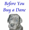 Before You buy a Great Dane
